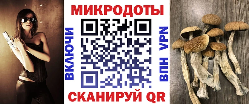 Галлюциногенные грибы Psilocybe  mega зеркало  Злынка  купить наркотики цена 